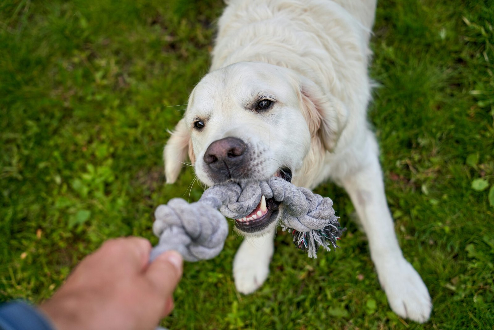 A white dog holding a toy in its mouth