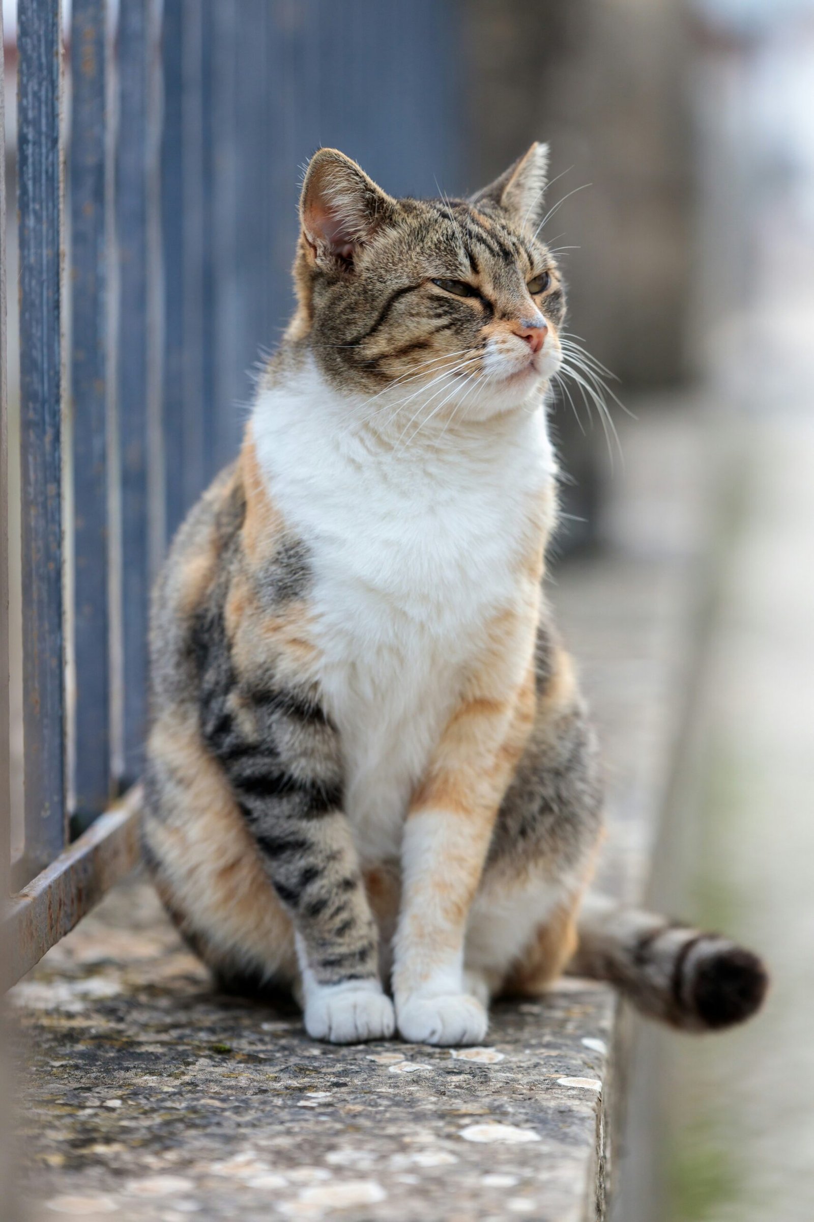 a cat is sitting on a ledge outside