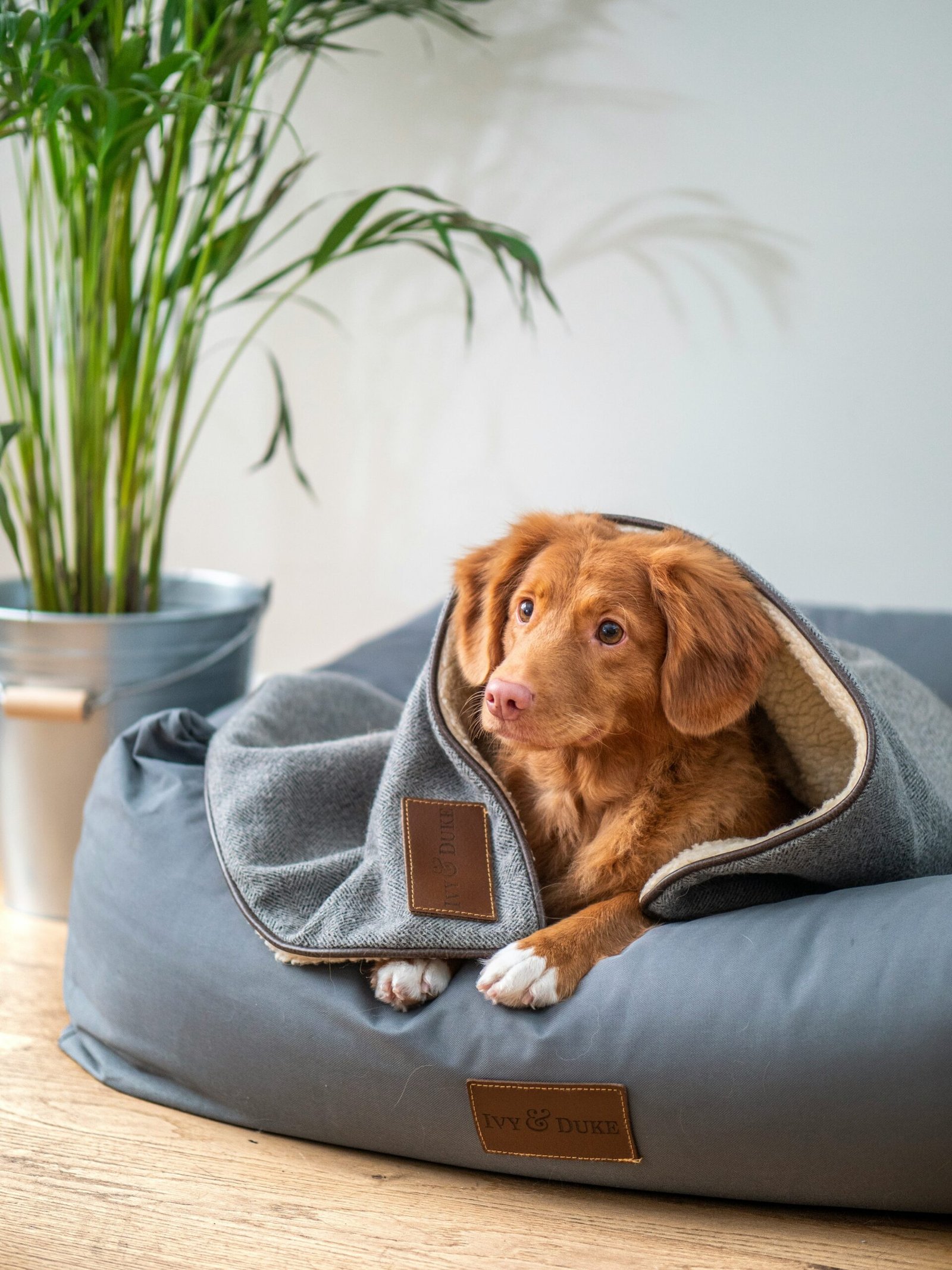 brown short coated dog on gray textile