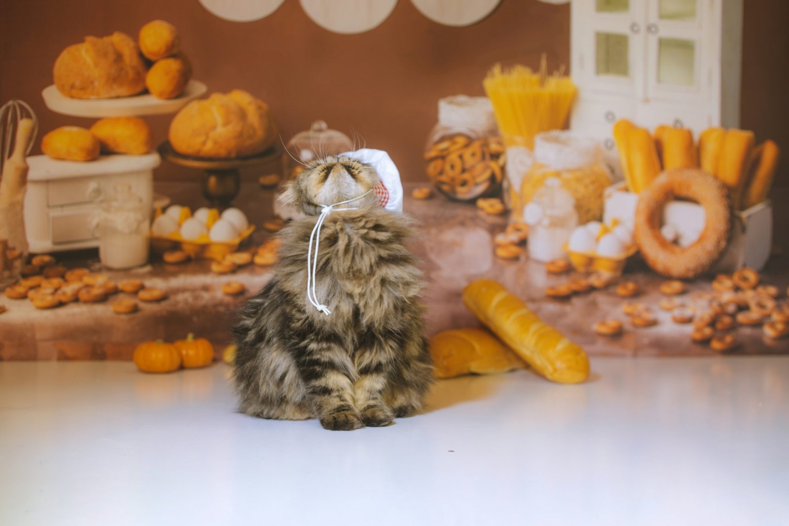 a cat wearing a hat