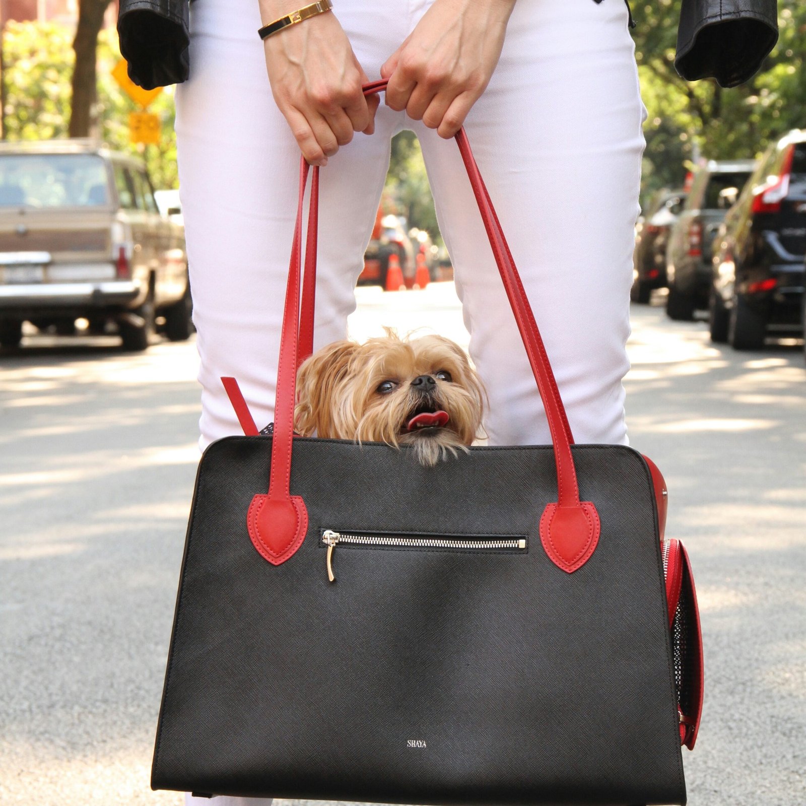 person holding brown long coated small dog on red and white polka dot pet bed